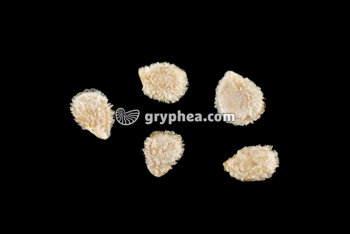 Graines de tomates déshydratées (variété marmande) - gryphea.org